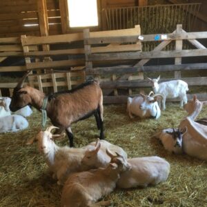 Na dva dny farmářem na Farmě Košík