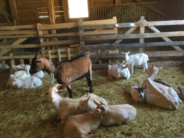 Na dva dny farmářem na Farmě Košík