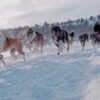 Mushing: Jízda na psím spřežení - Image 2