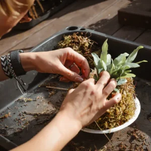 Tvoření z mechu: Mechový obraz nebo japonská kokedama